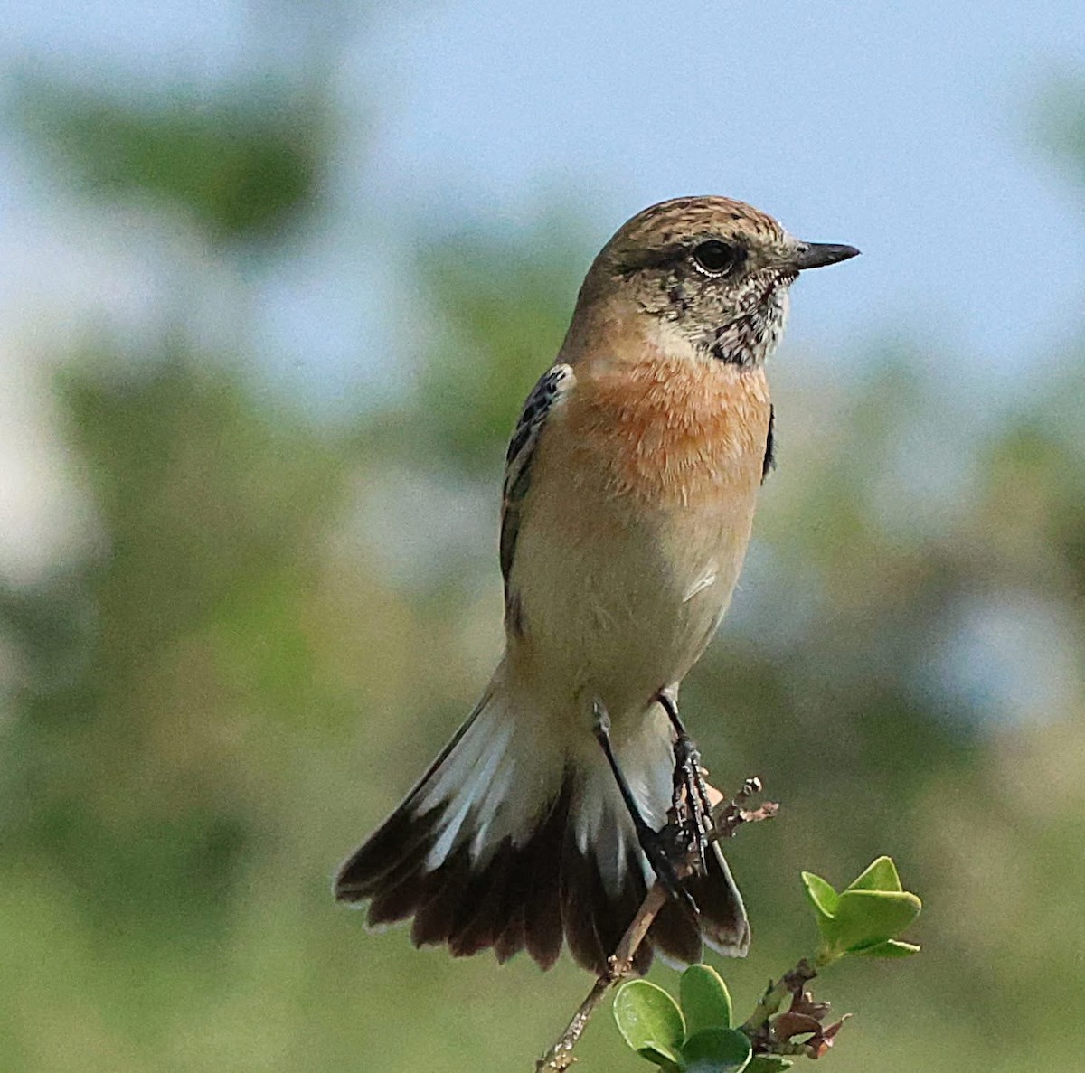 Tarier de Sibérie - ML647065484