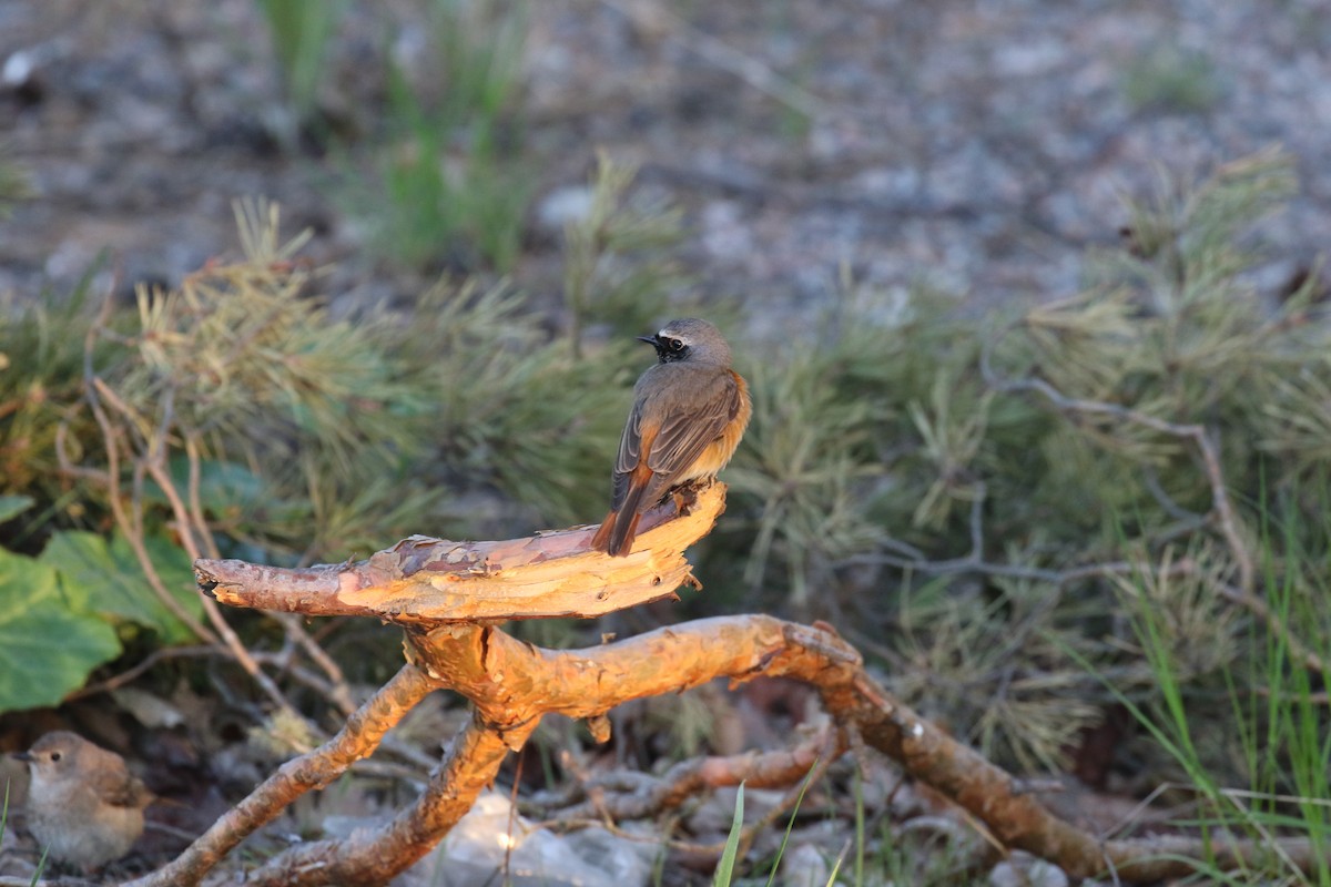 Rougequeue à front blanc - ML647065487