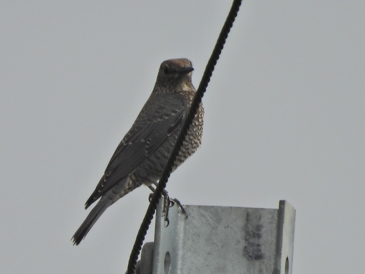 Monticole bleu - ML647065489