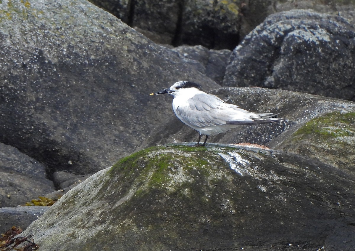 Sterne caugek - ML647065490