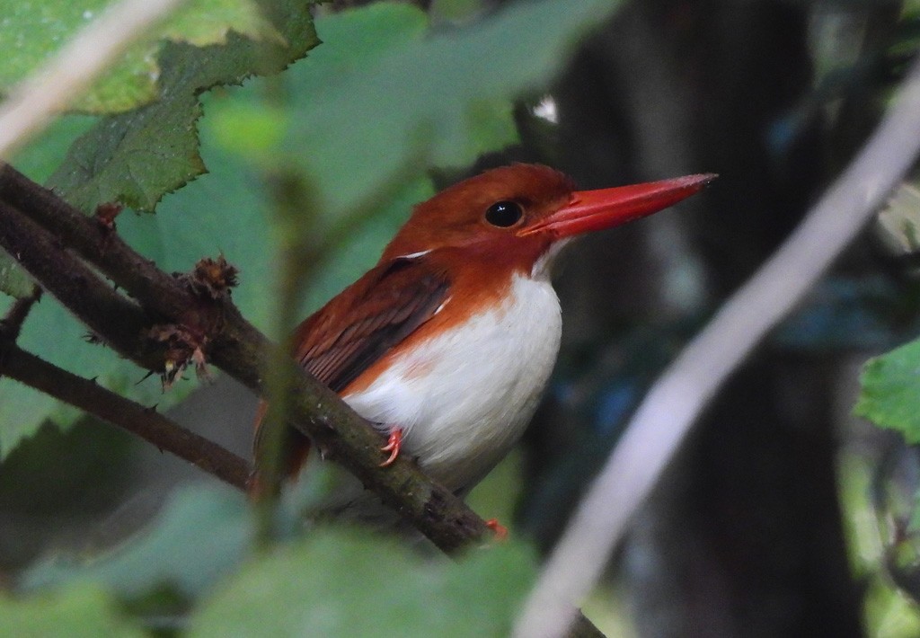 Martin-pêcheur malgache - ML647065491