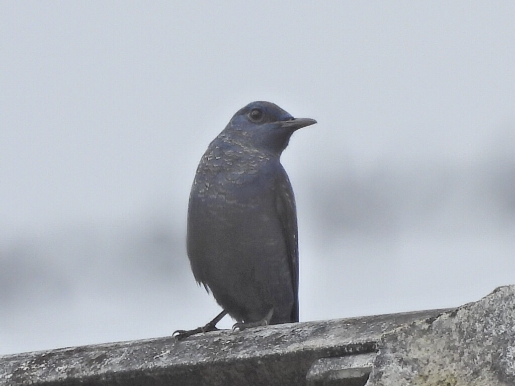 Monticole bleu - ML647065492