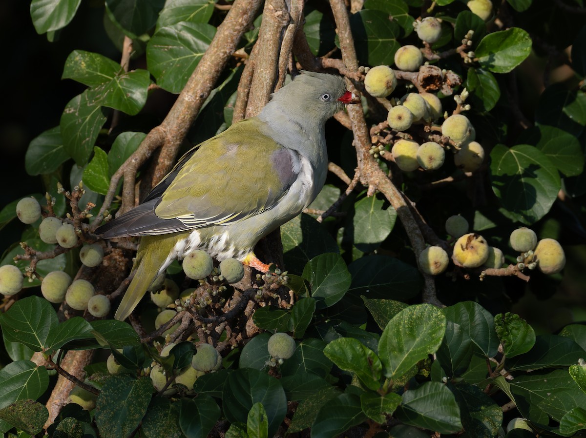 Colombar à front nu - ML647065494