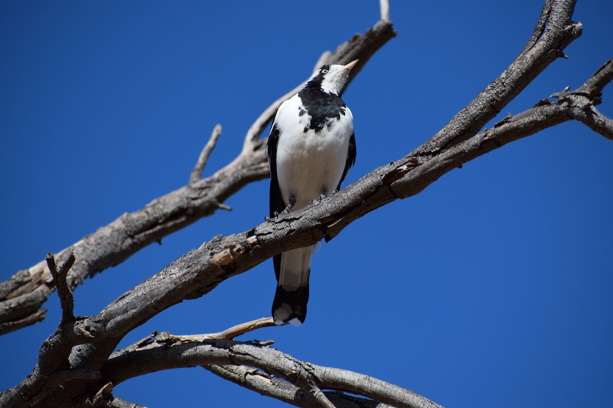 Gralline pie - ML647065495