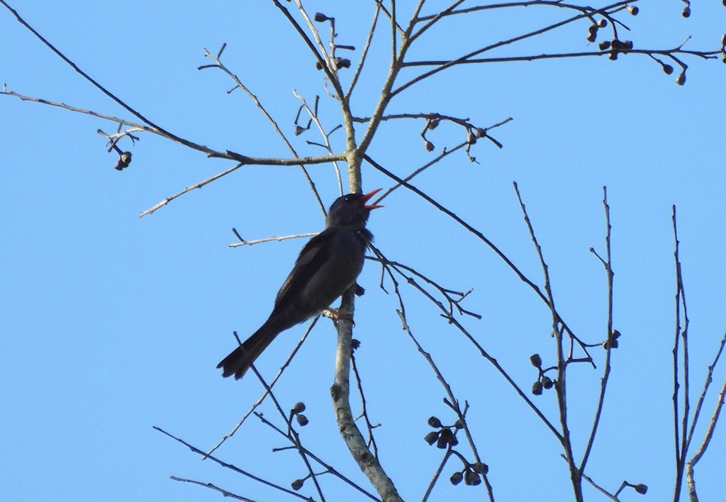 Bulbul de Madagascar - ML647065497