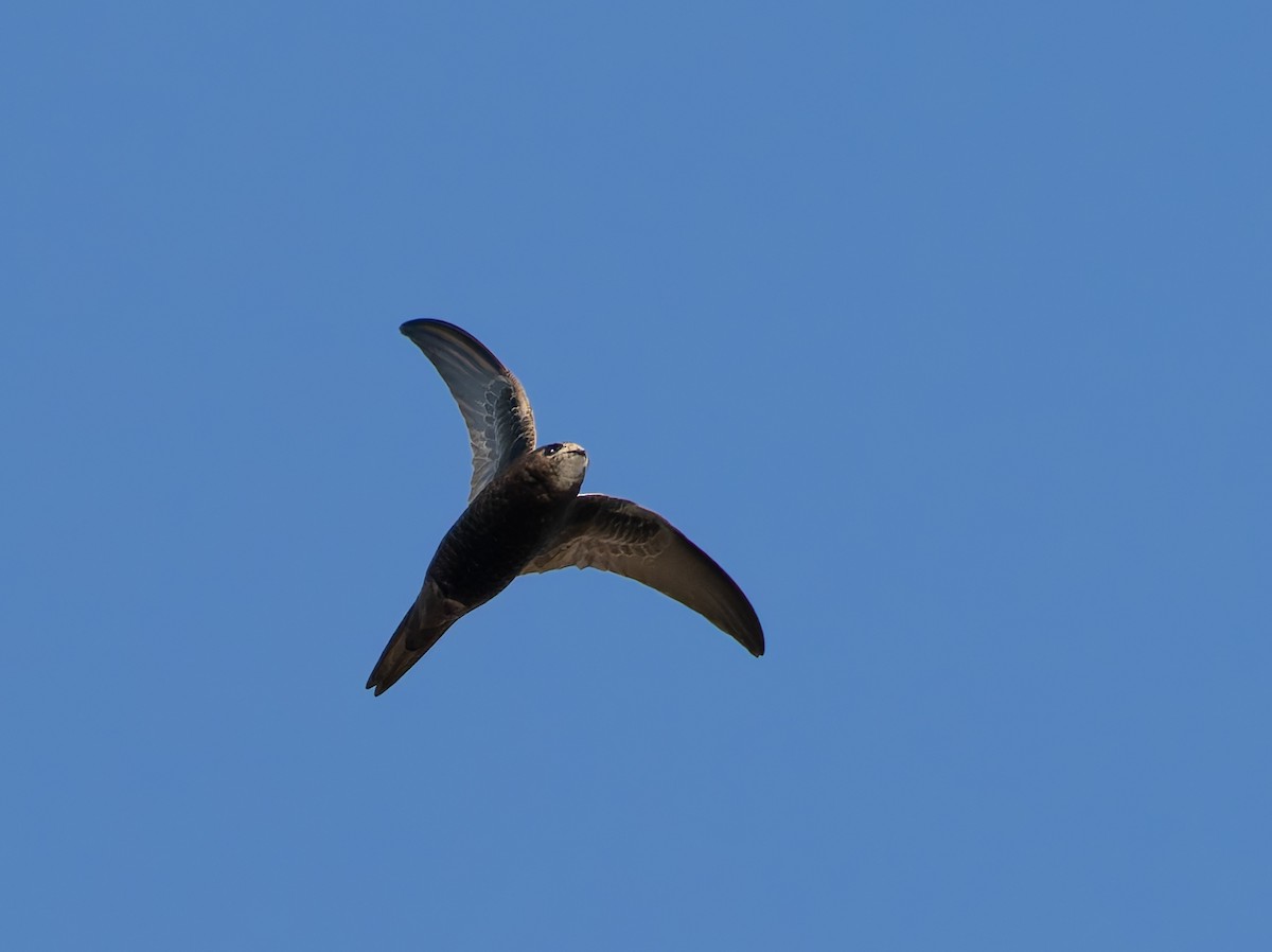 Martinet du Cap (groupe barbatus) - ML647065498