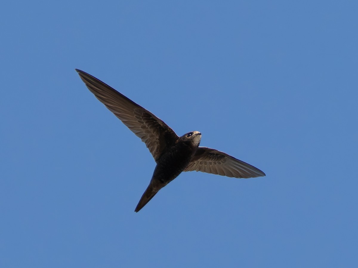 Martinet du Cap (groupe barbatus) - ML647065499