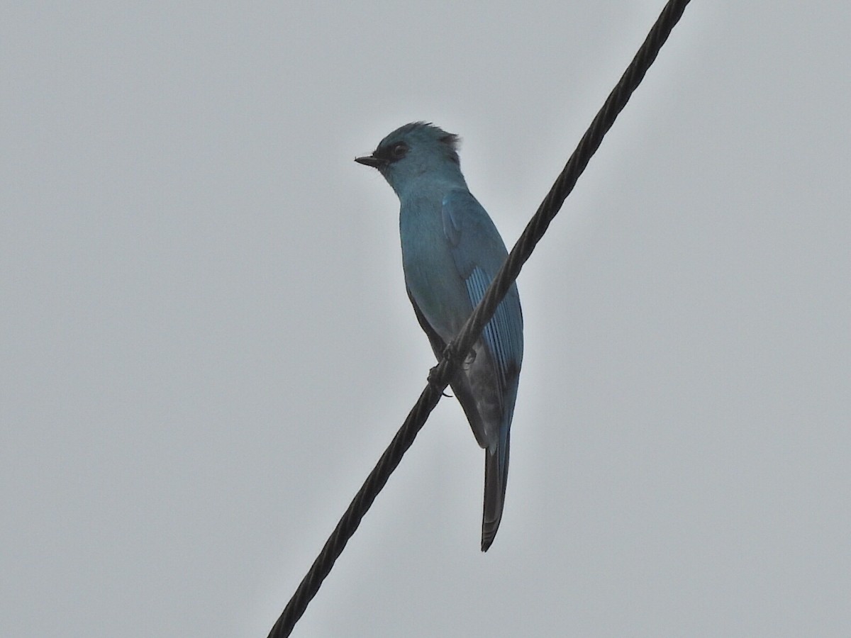 Gobemouche vert-de-gris - ML647065501