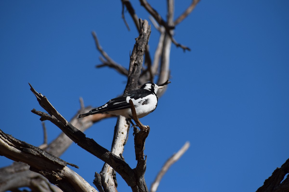 Gralline pie - ML647065502