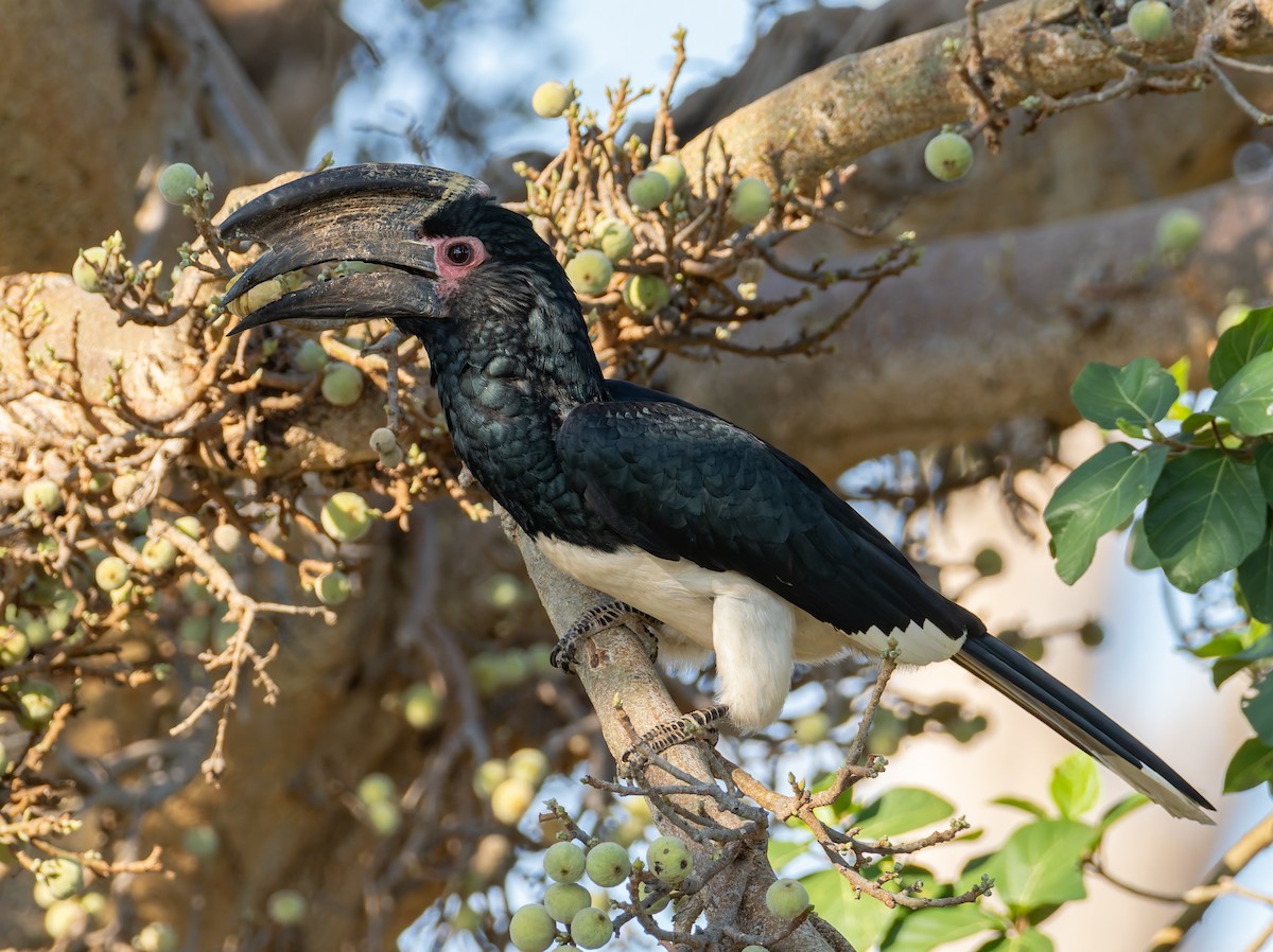 Calao trompette - ML647065503