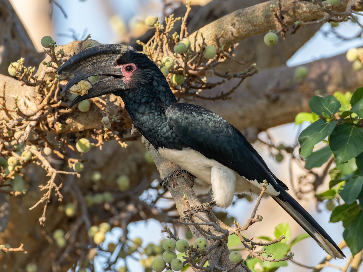 Calao trompette - ML647065504