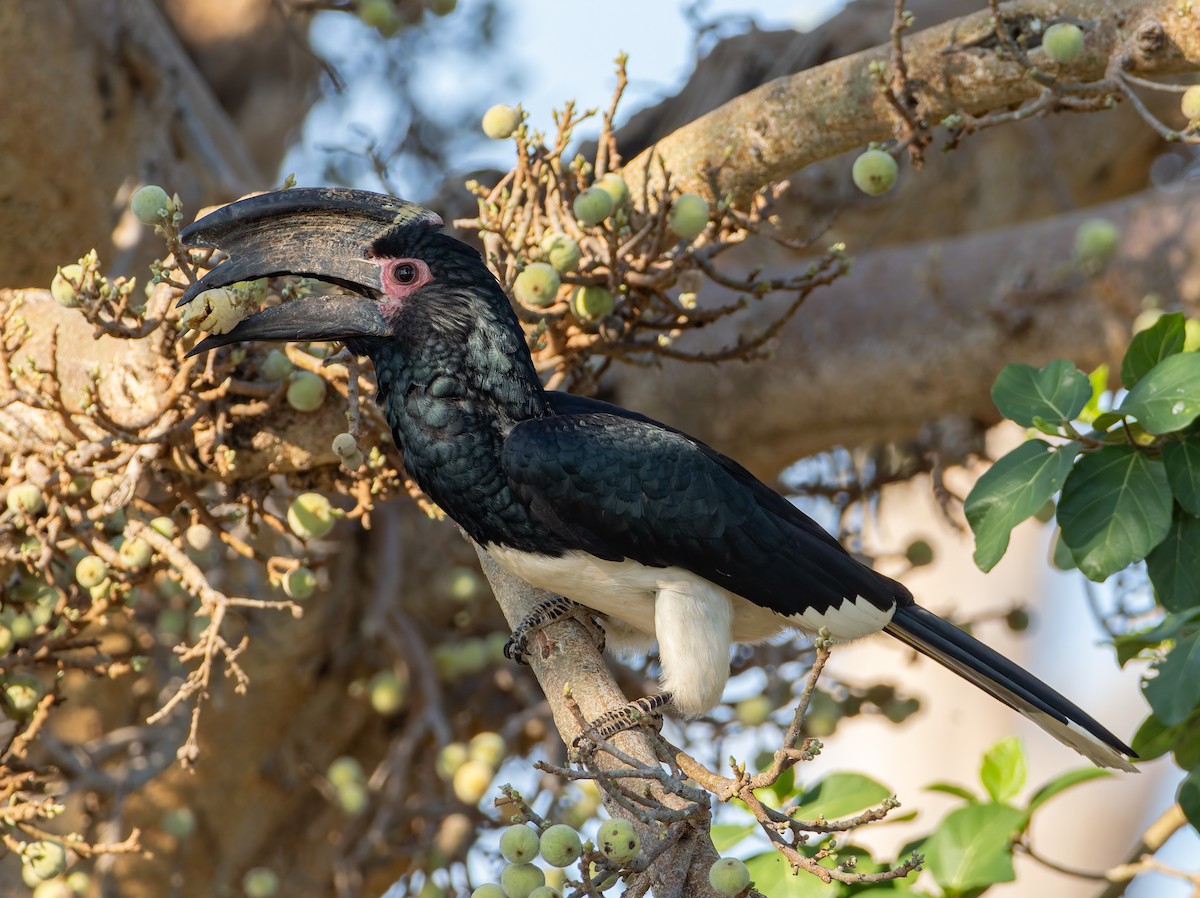 Calao trompette - ML647065505