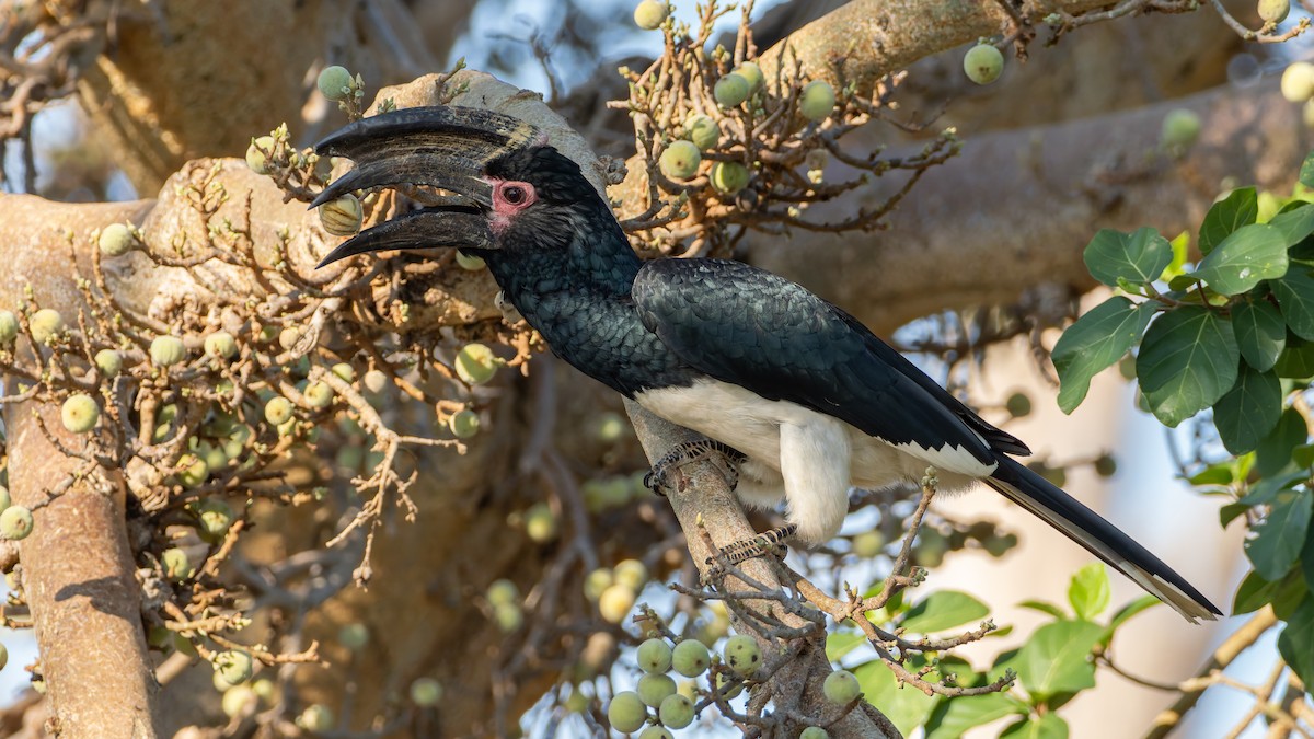 Calao trompette - ML647065506