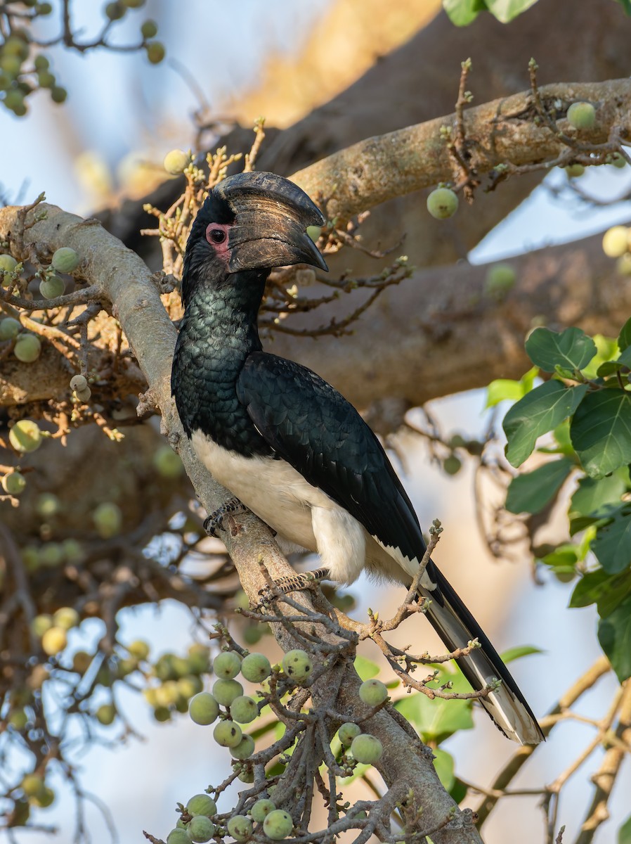 Calao trompette - ML647065507