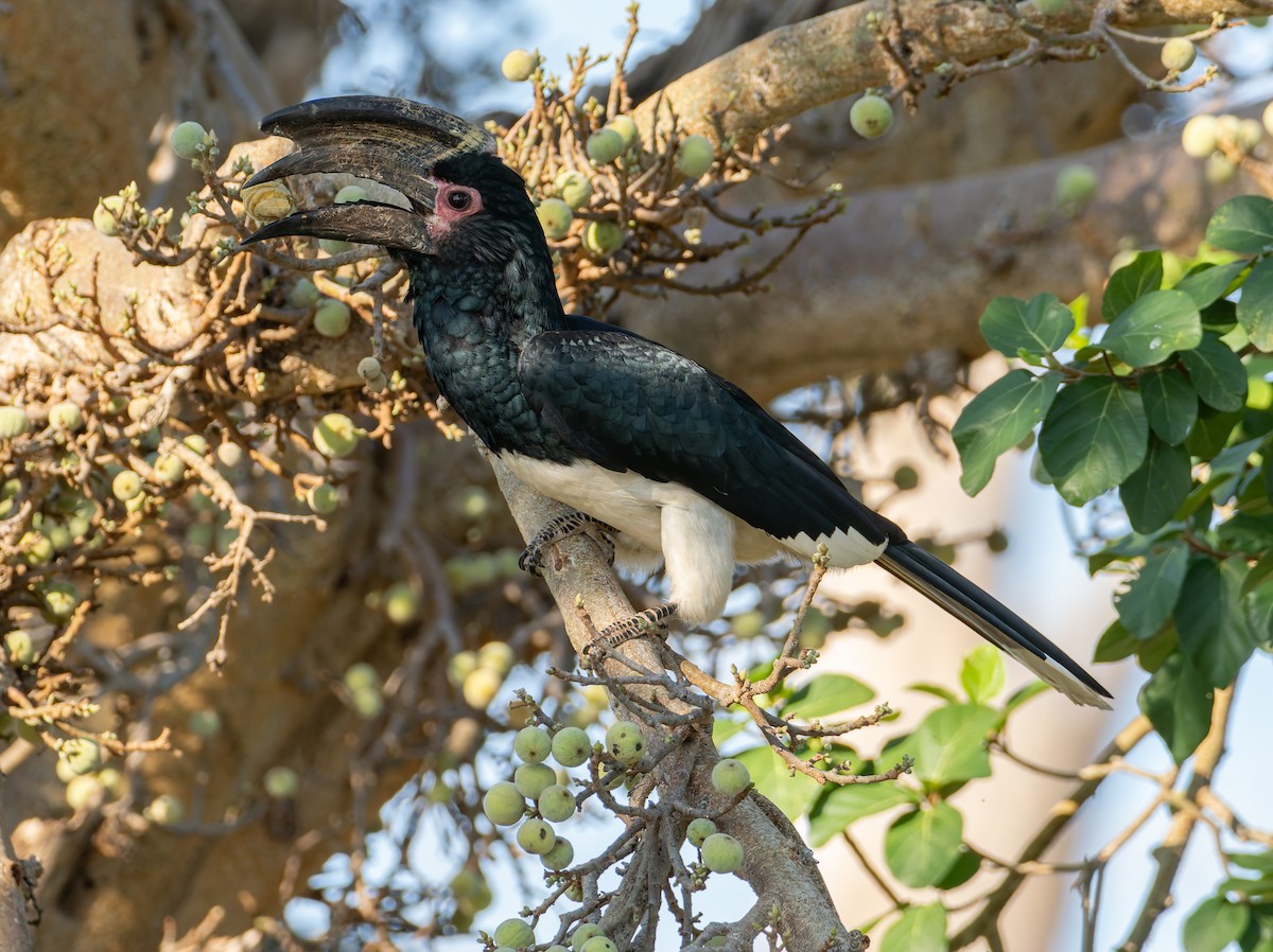 Calao trompette - ML647065508