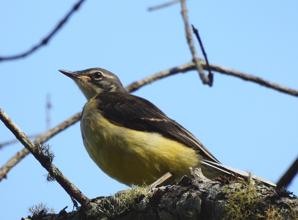 Bergeronnette malgache - ML647065509