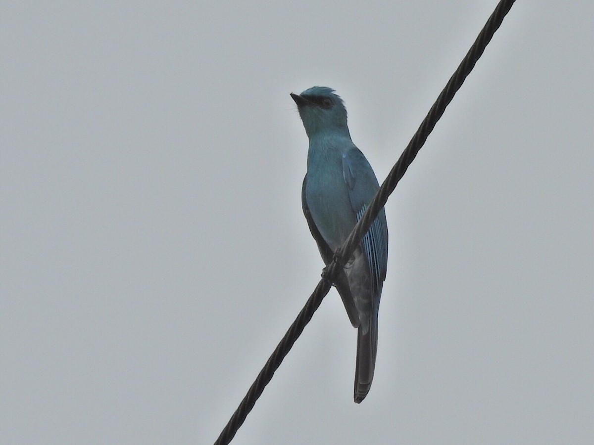 Gobemouche vert-de-gris - ML647065511