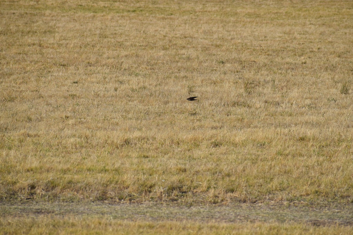 Hirondelle messagère - ML647065515