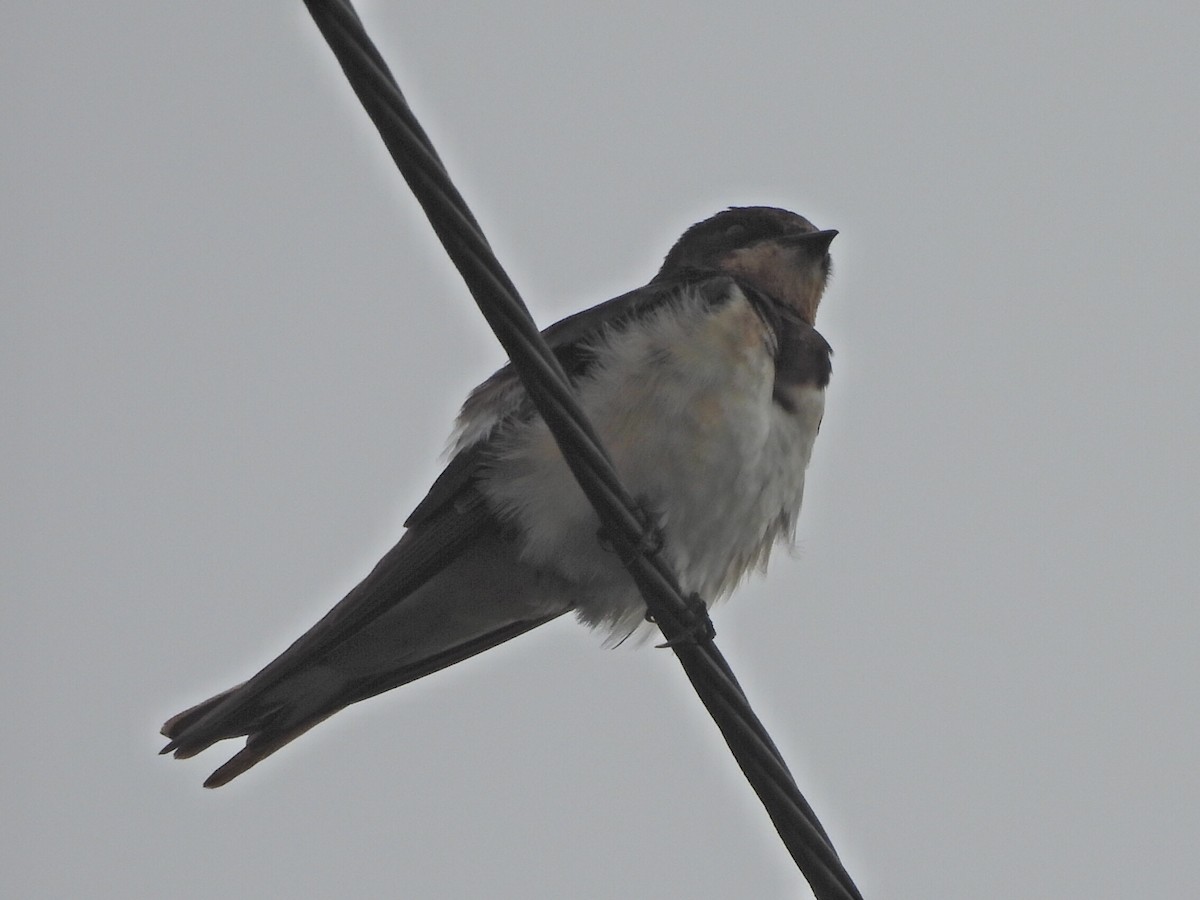 Hirondelle rustique - ML647065516