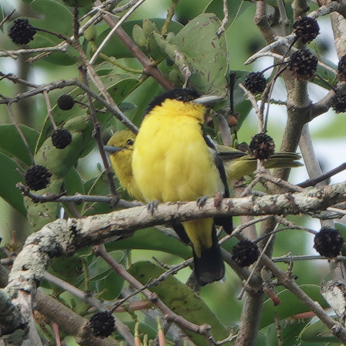 parkløvfugl - ML647065530