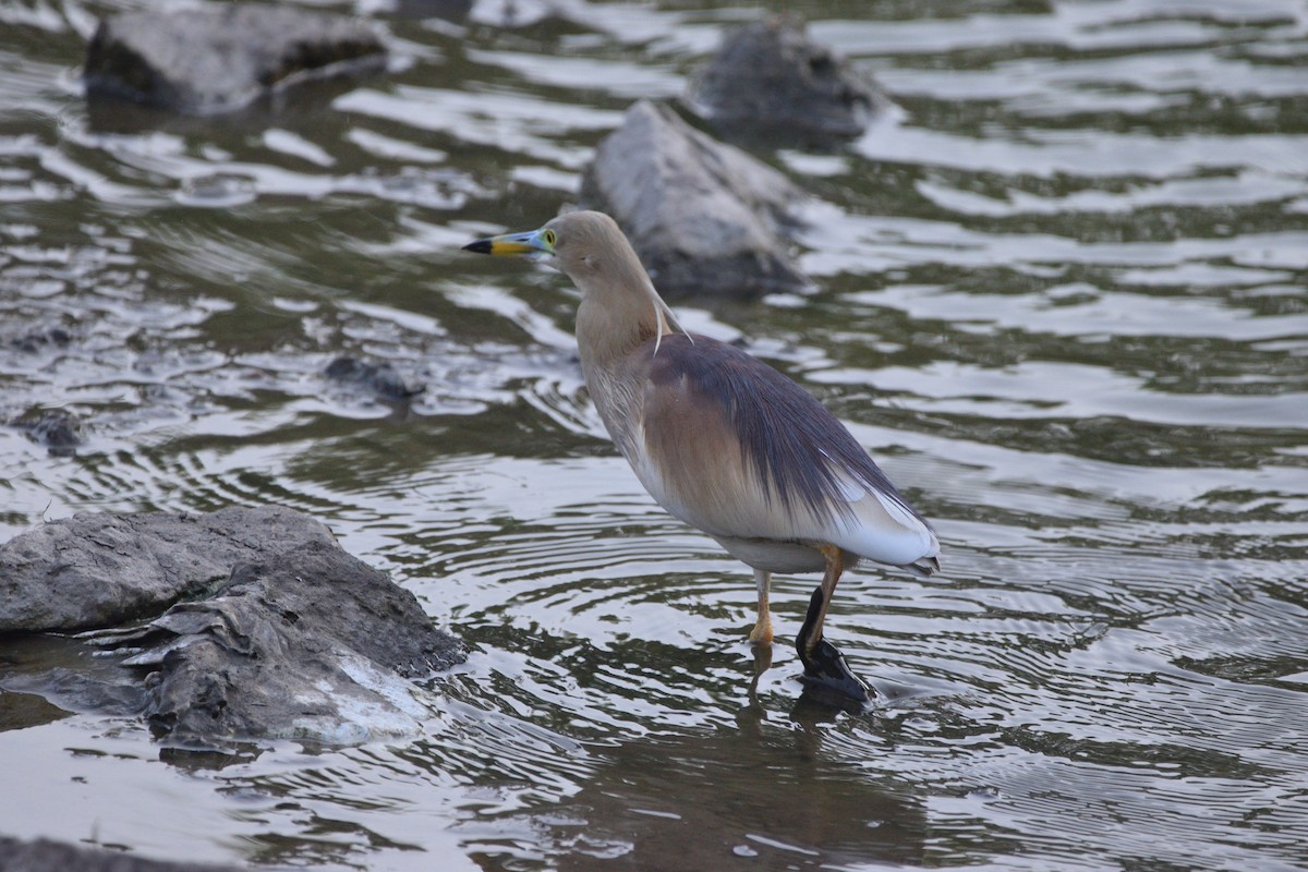 Indian Pond-Heron - ML647065536