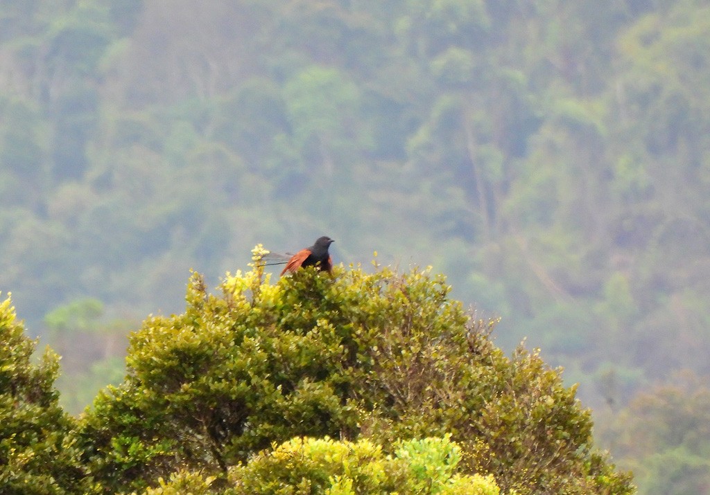 Malagasy Coucal - ML647065554