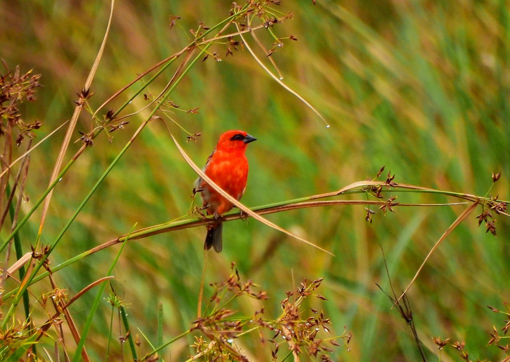 Red Fody - ML647065581