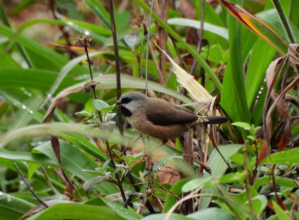 gassermannikin - ML647065609