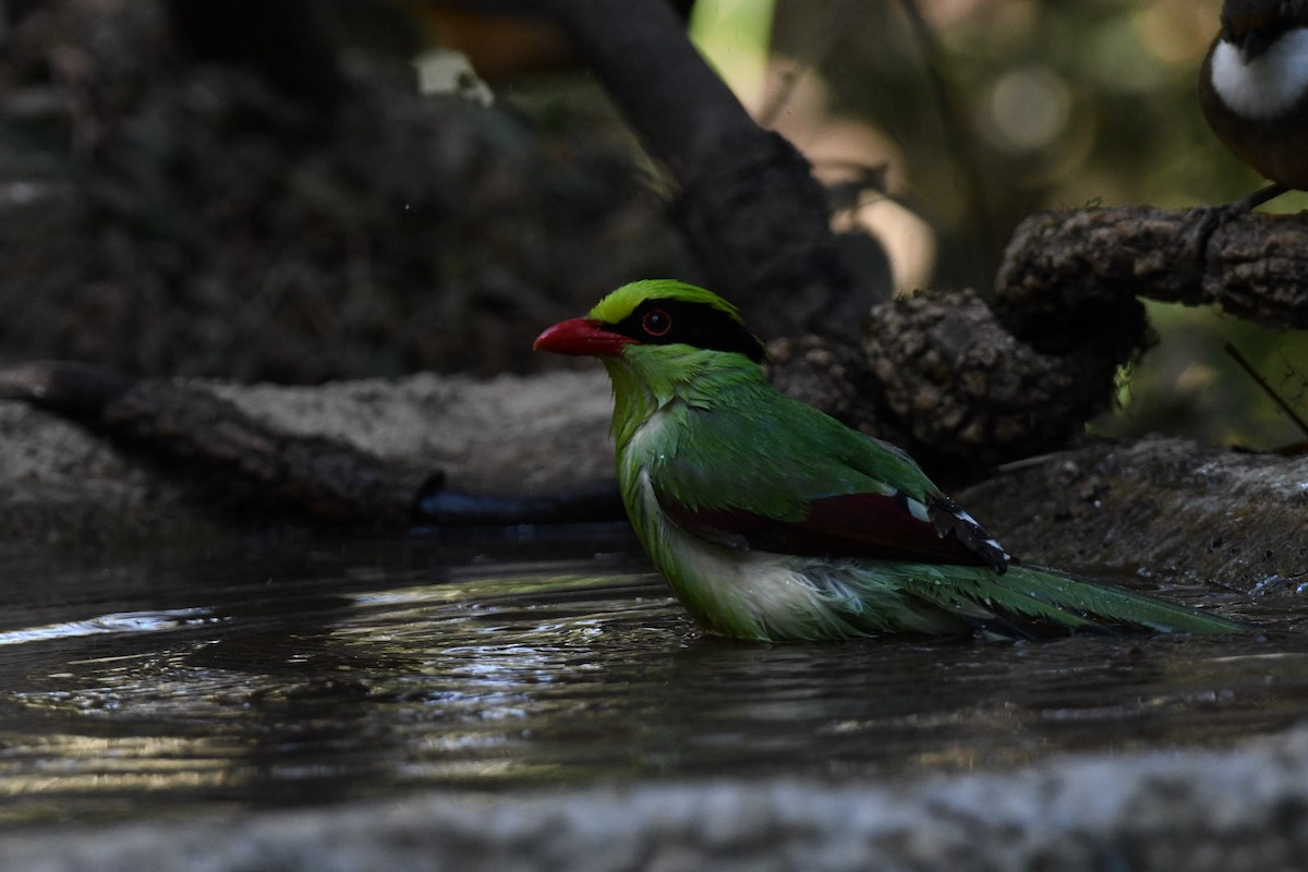 Common Green-Magpie - ML647065611