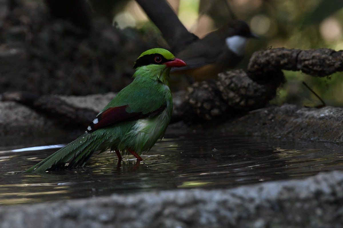 Common Green-Magpie - ML647065612