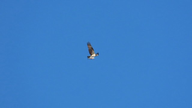 Скопа західна - ML647065617