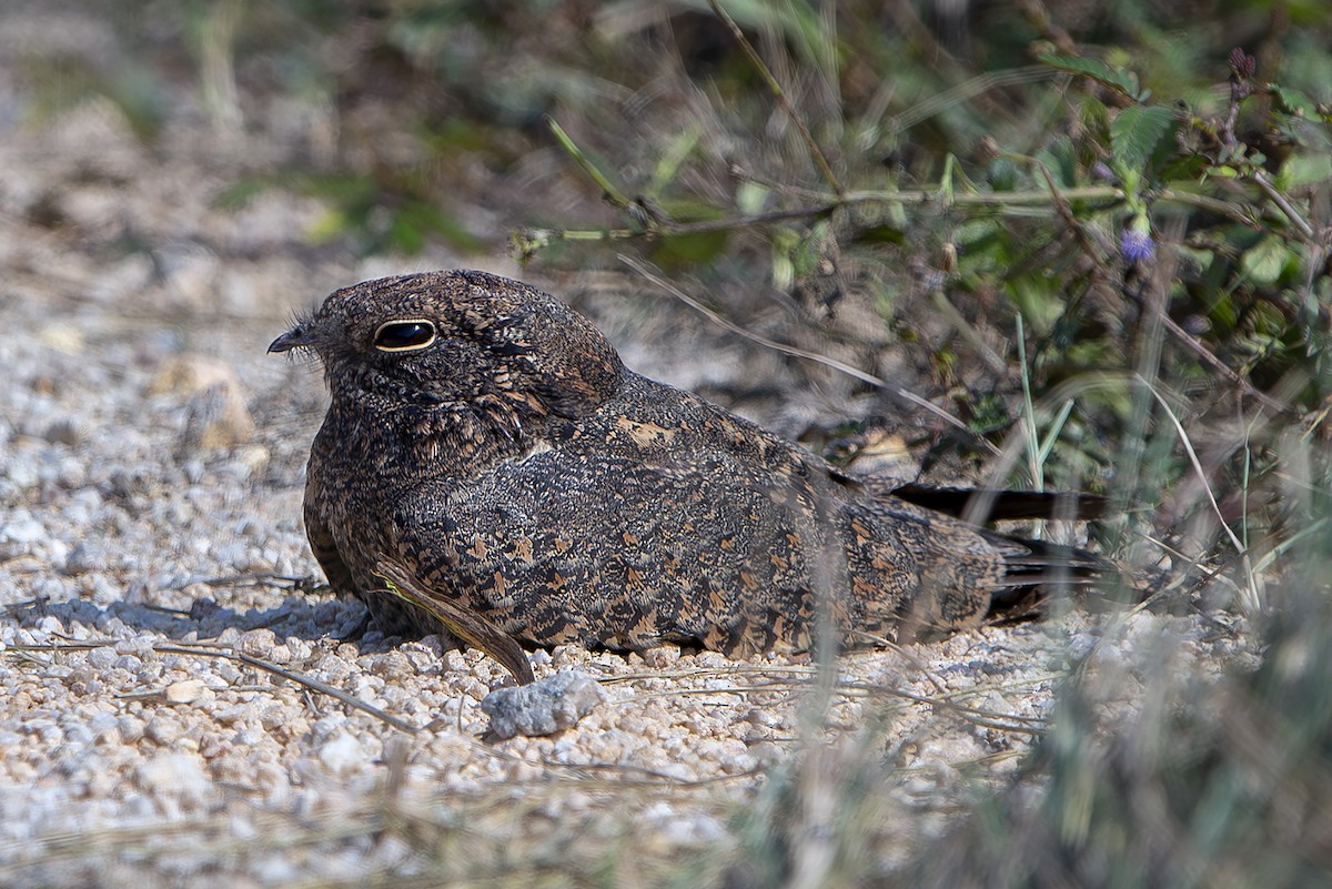 Savanna Nightjar - ML647065619
