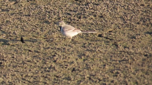 konipas bílý (ssp. ocularis) - ML647065626
