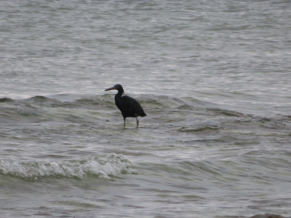 Pacific Reef-Heron - ML647065639