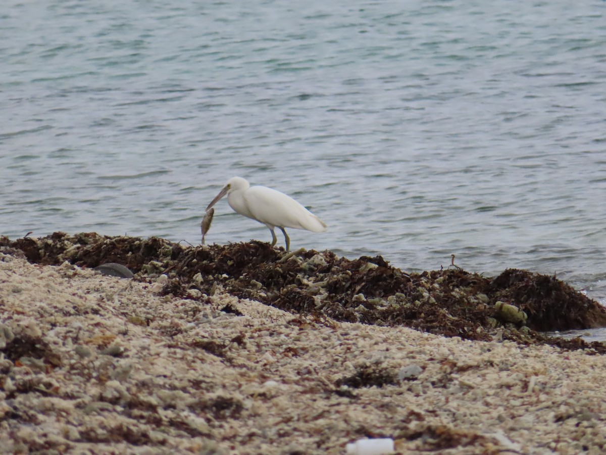 Pacific Reef-Heron - ML647065640