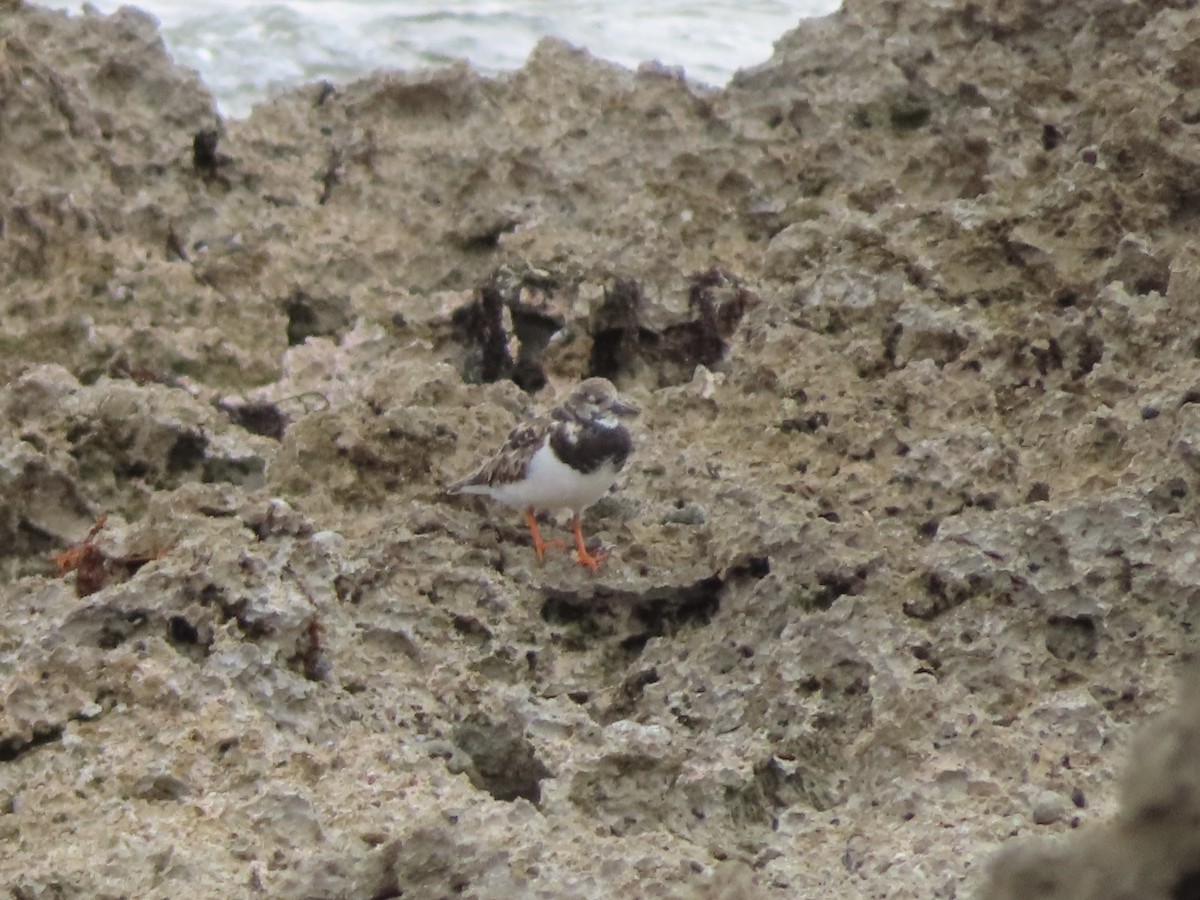 Ruddy Turnstone - ML647065667
