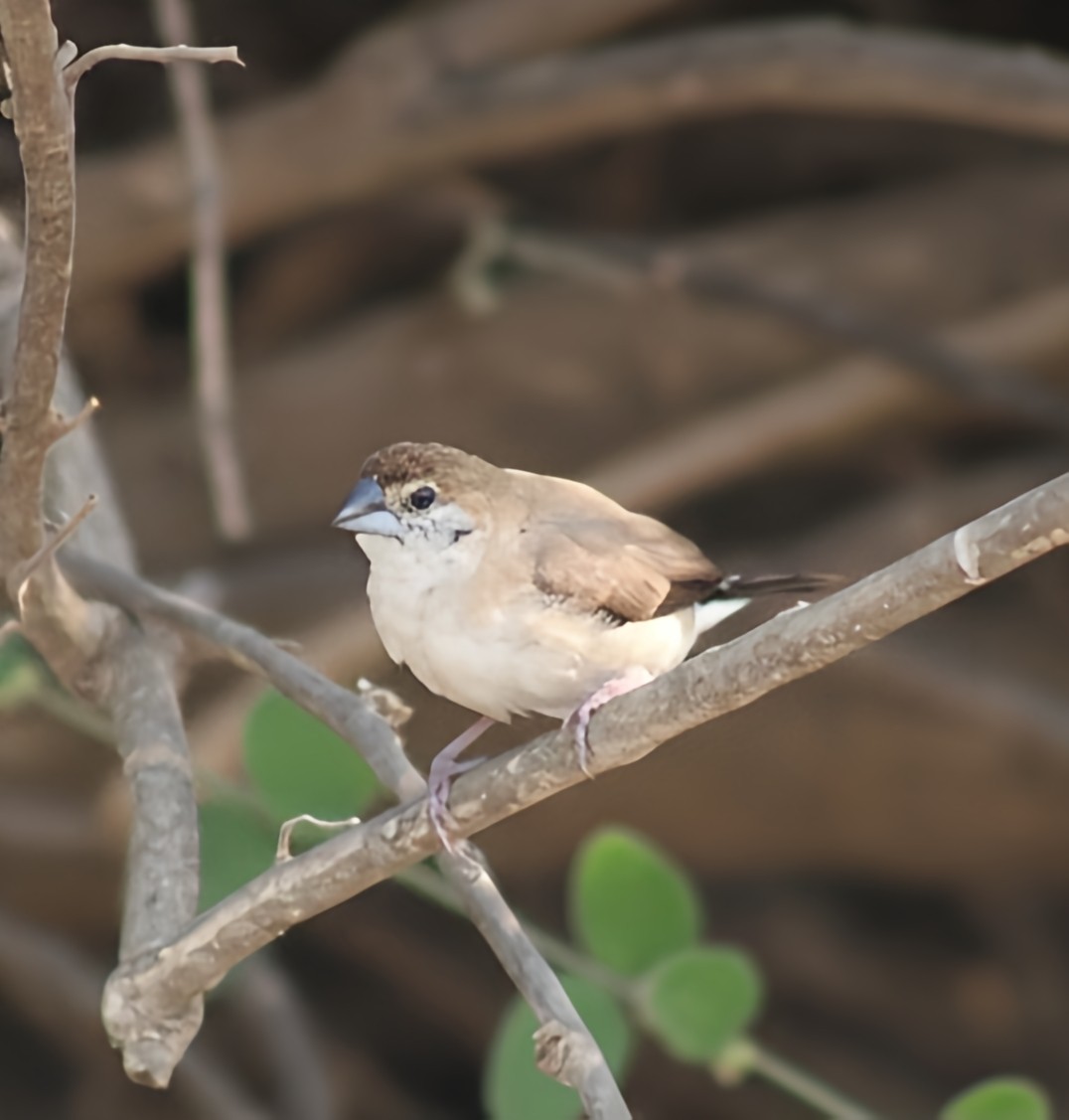 白喉文鳥 - ML647065668