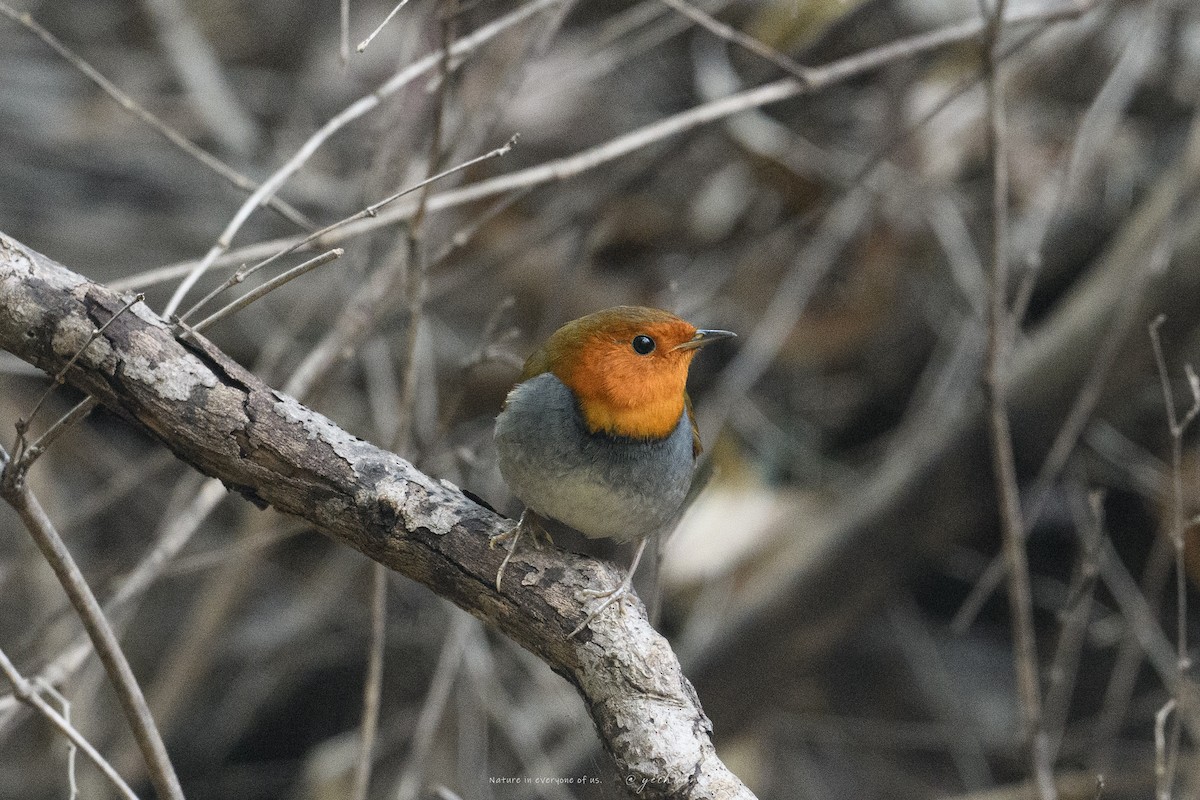 Japanese Robin - ML647065673