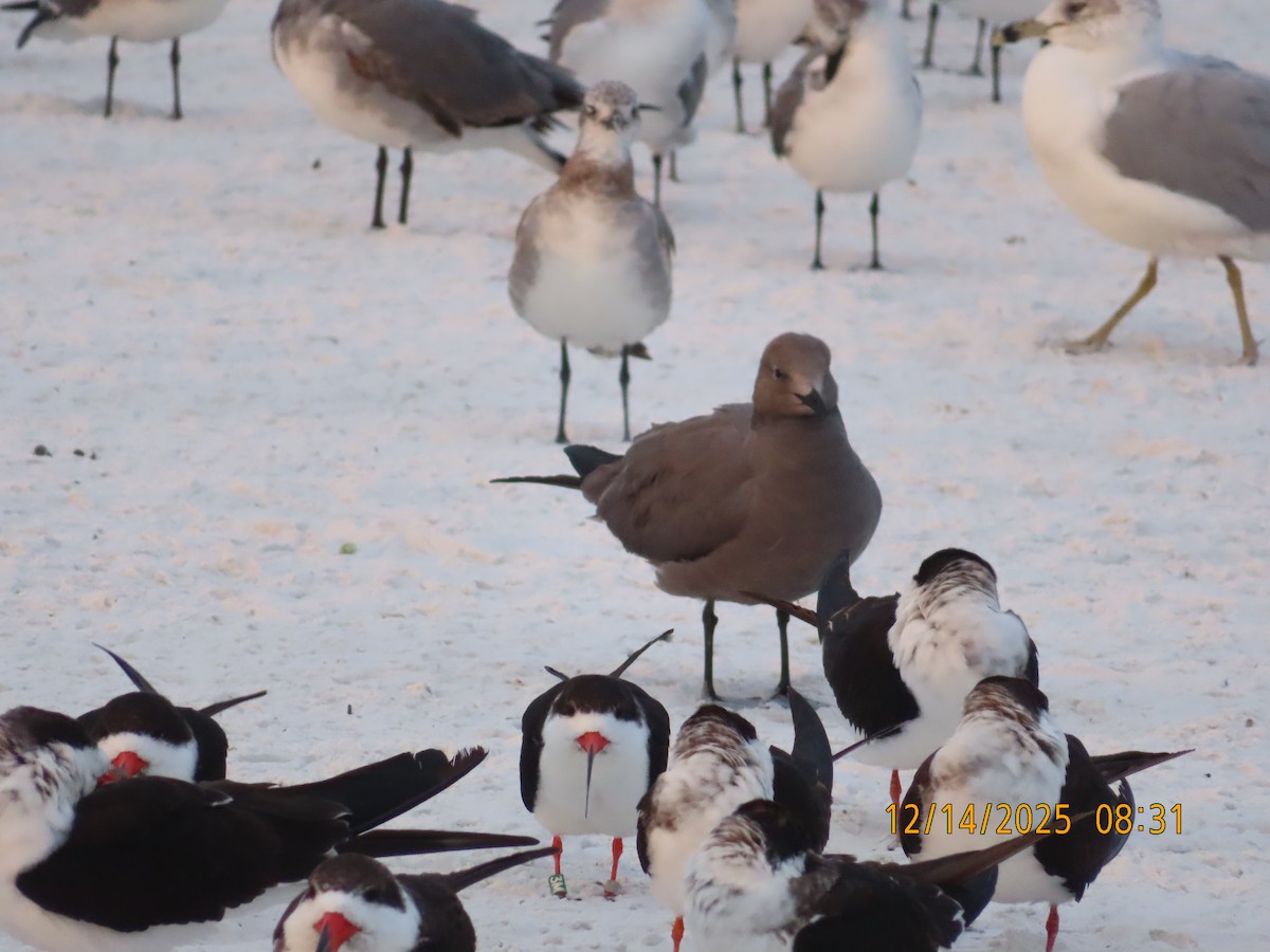 Möwe, unbestimmt - ML647065689