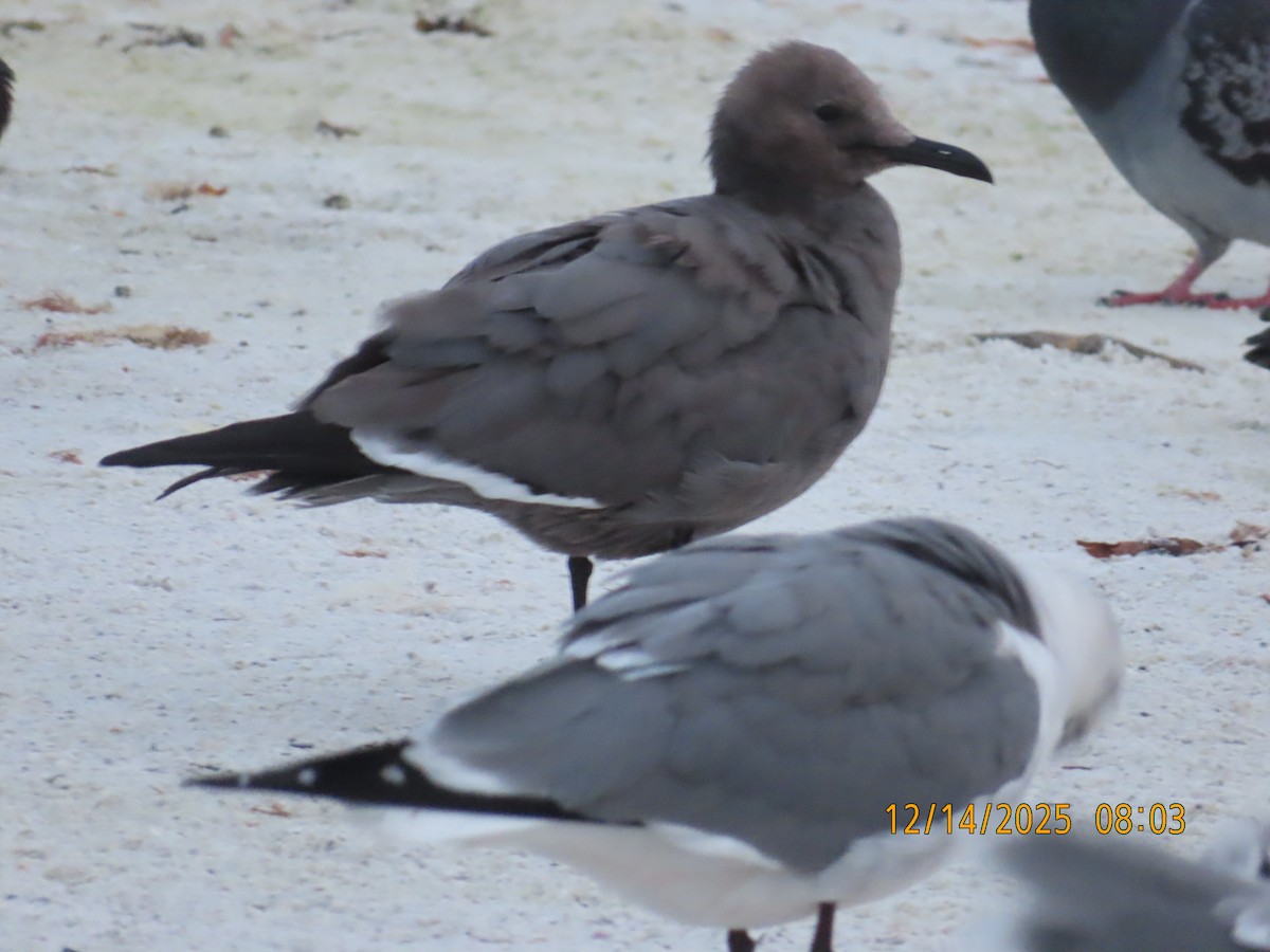 Möwe, unbestimmt - ML647065690