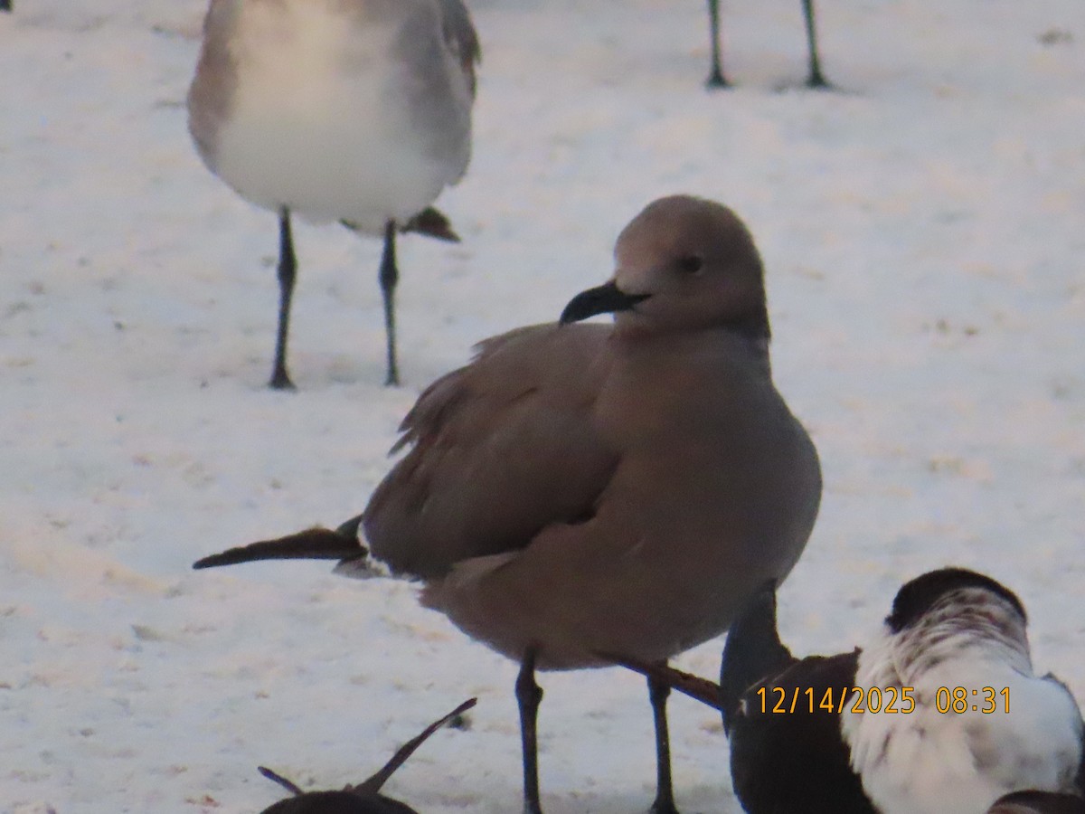 Möwe, unbestimmt - ML647065691