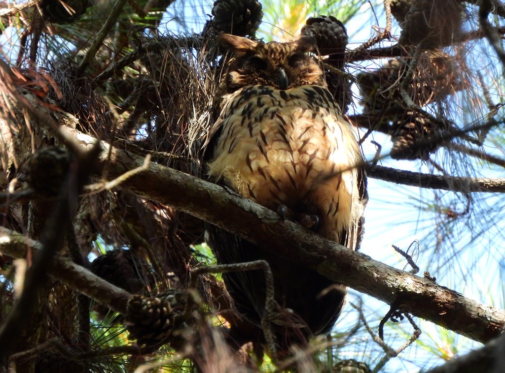 Madagascar Owl - ML647065705