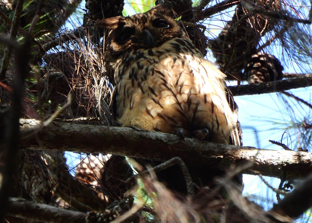 Madagascar Owl - ML647065706