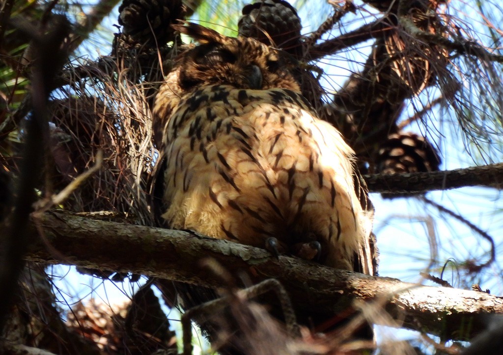 Madagascar Owl - ML647065707