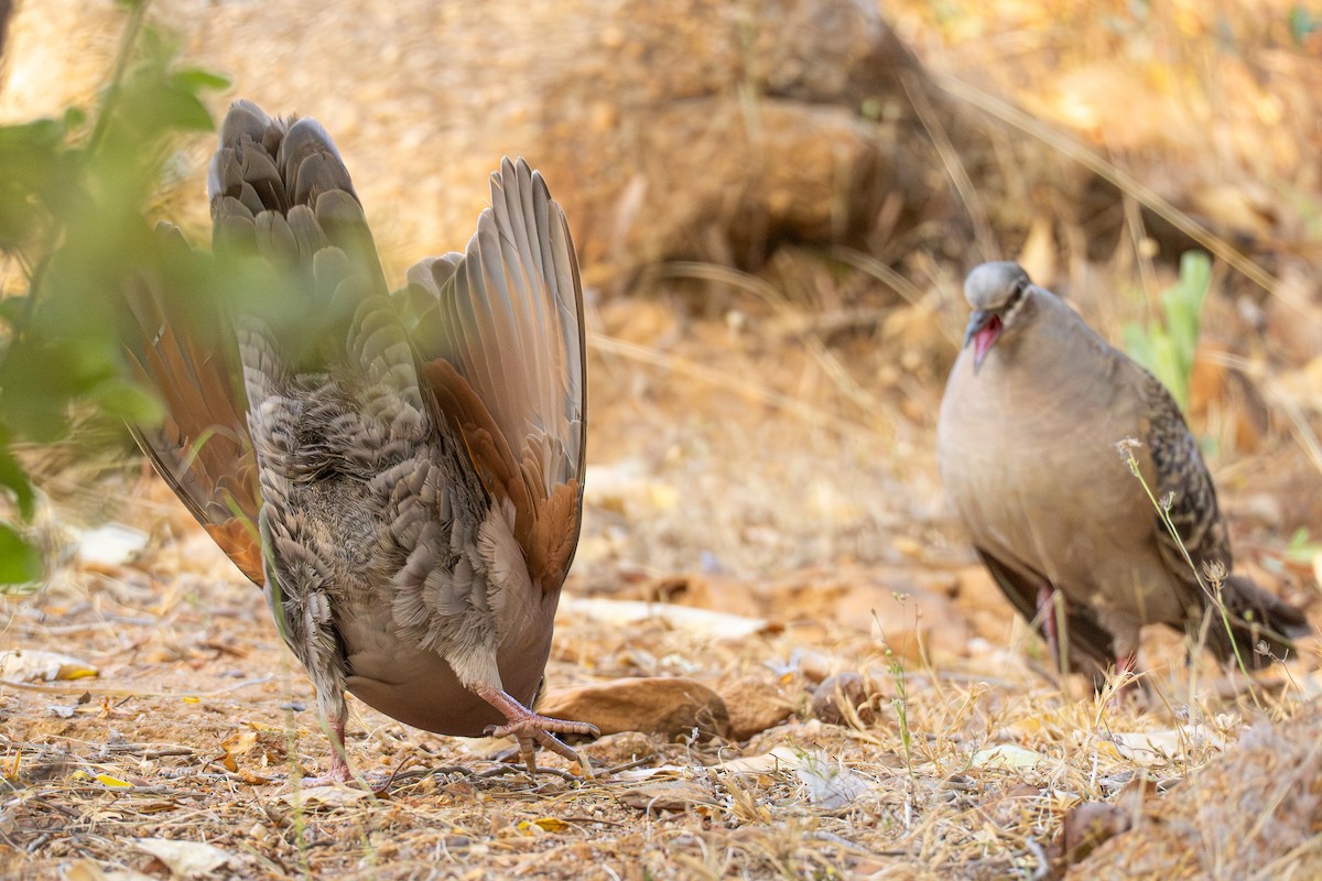 holub bronzovokřídlý - ML647065730