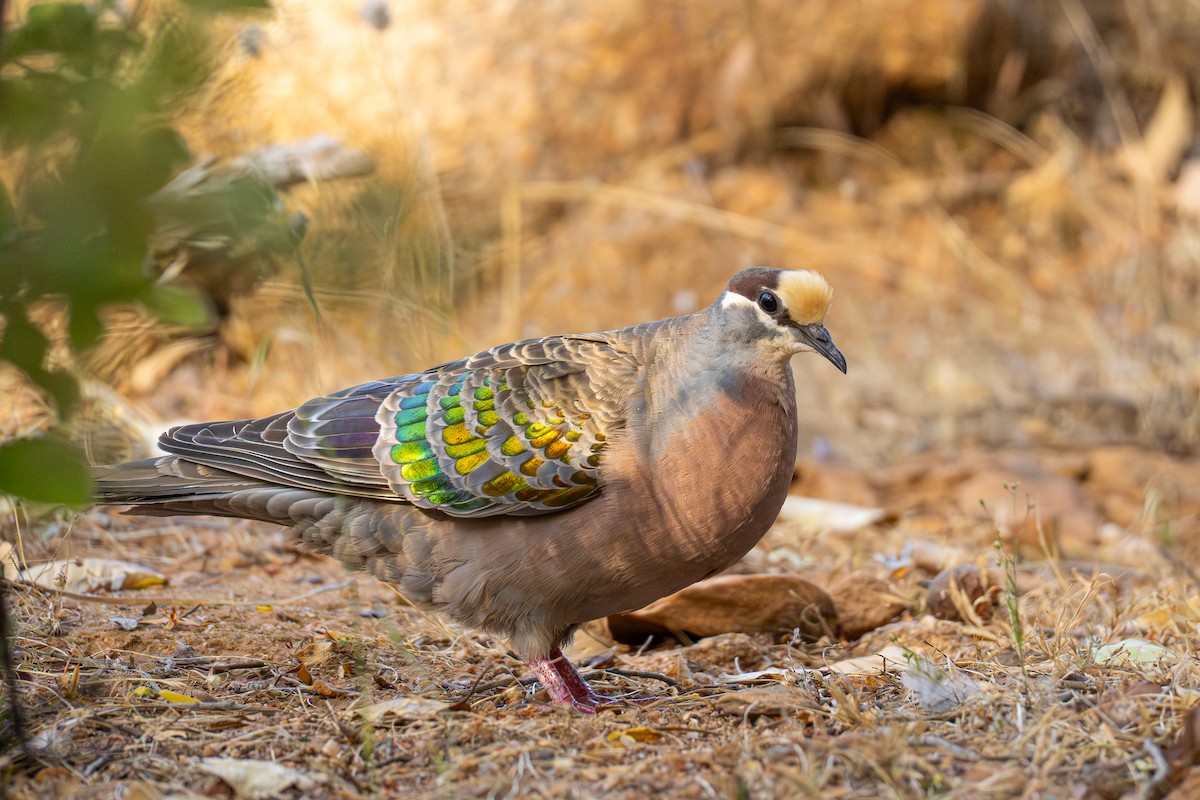 holub bronzovokřídlý - ML647065731