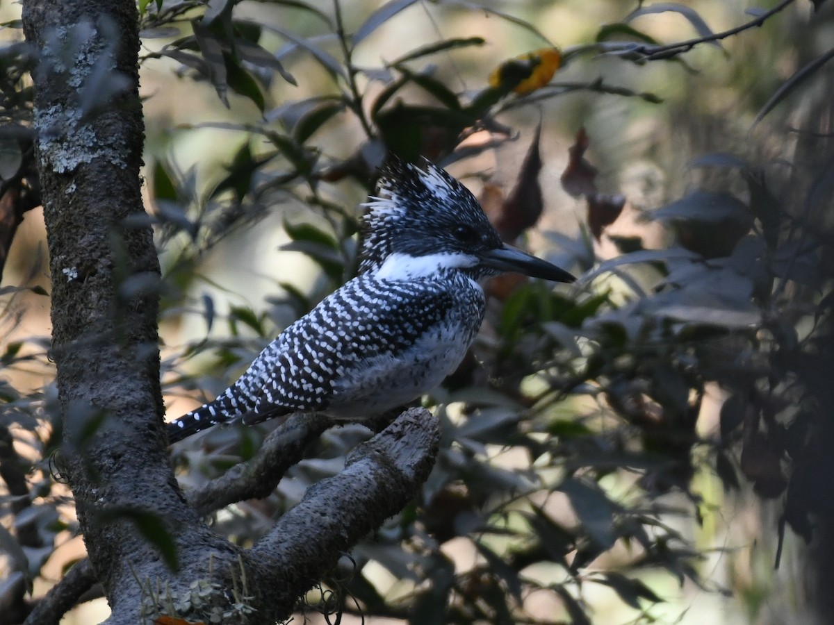 Crested Kingfisher - ML647065747