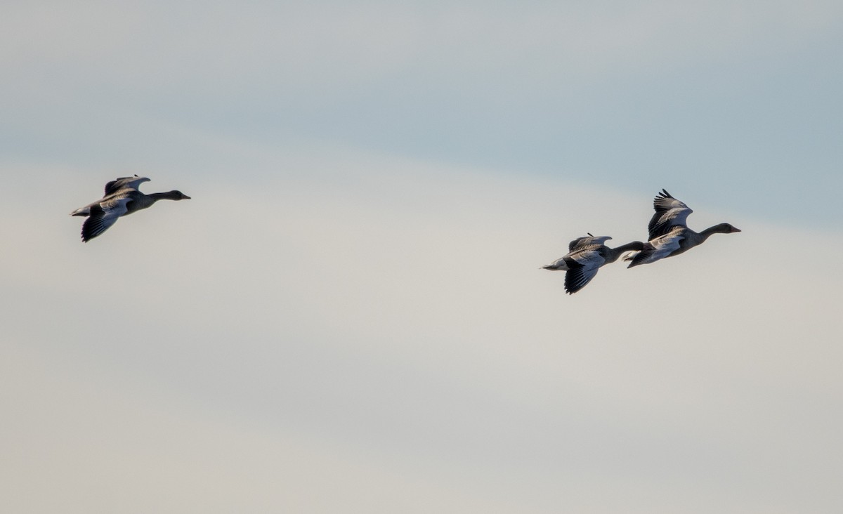 Graylag Goose - ML647065752