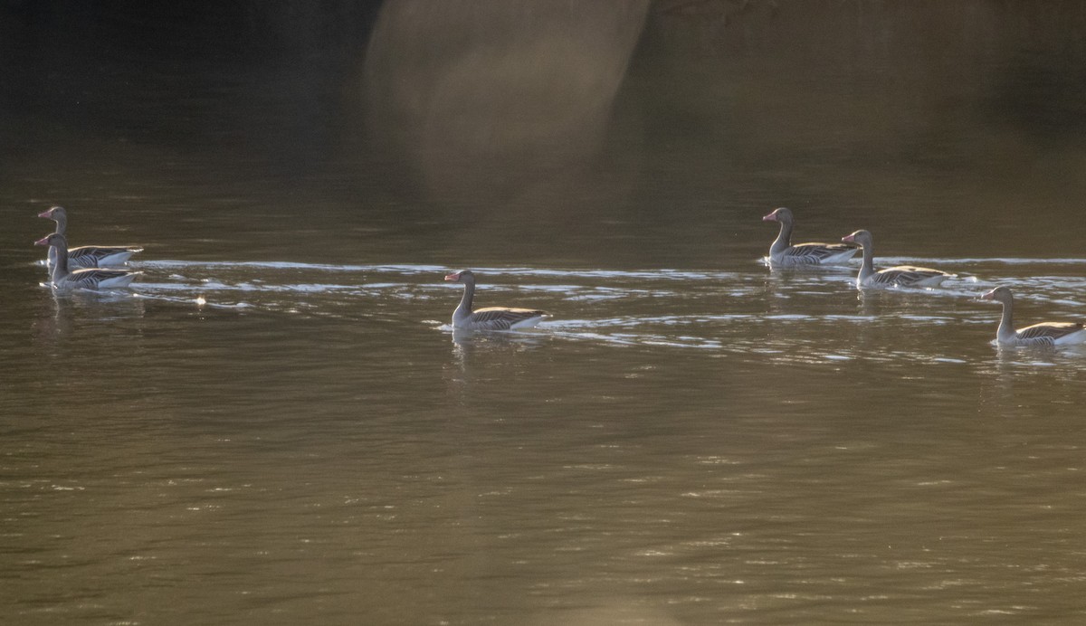 Graylag Goose - ML647065753