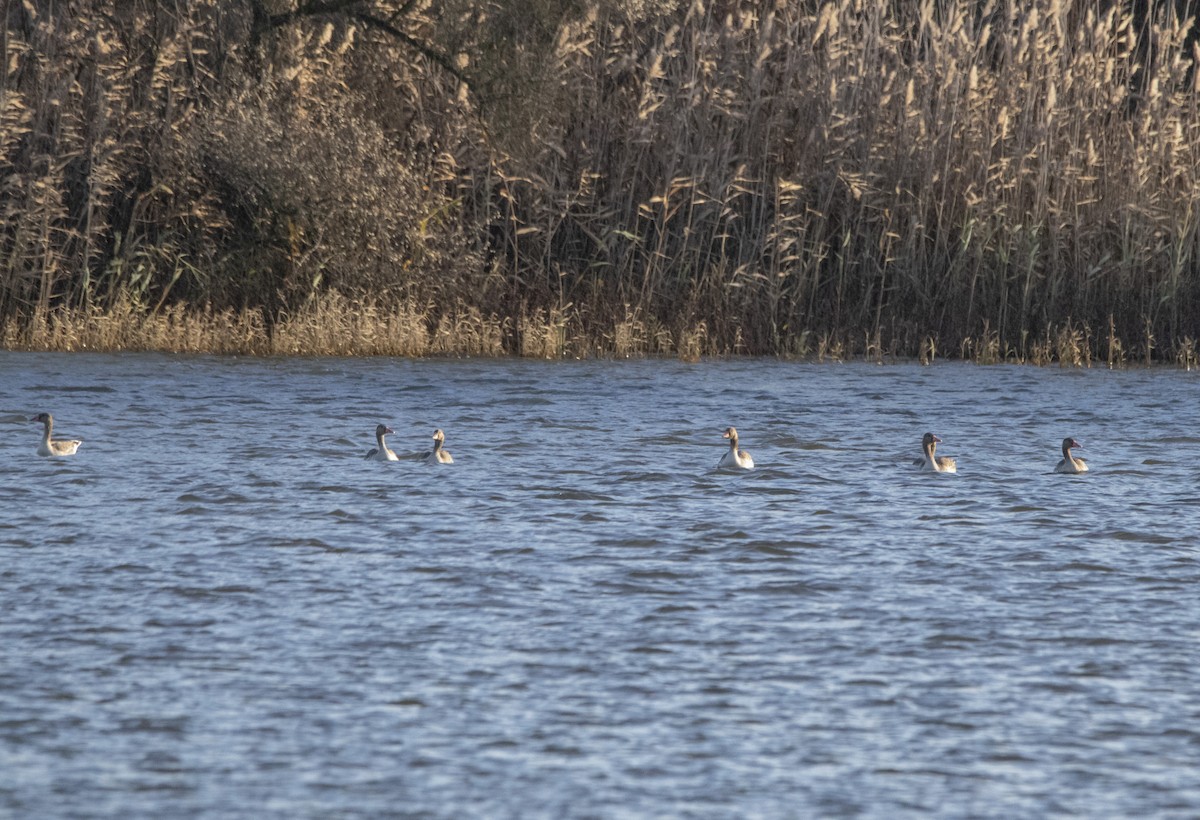 Graylag Goose - ML647065754